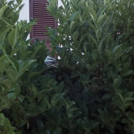 Oda ve Kahvaltı Alicino 3*